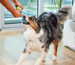 Multi+ Supplement Chews for Dogs
