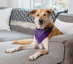 Hip & Joint Supplement Chews for Dogs