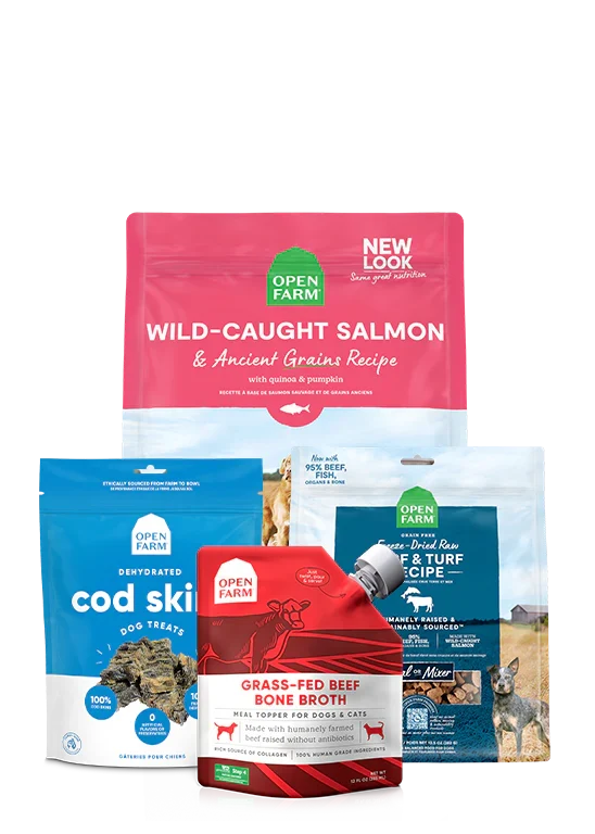 Best Sellers Dog Bundle