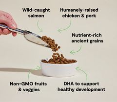 Chicken & Salmon Ancient Grains Puppy Kibble