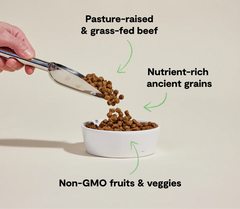 Grass-Fed Beef & Ancient Grains Dog Kibble